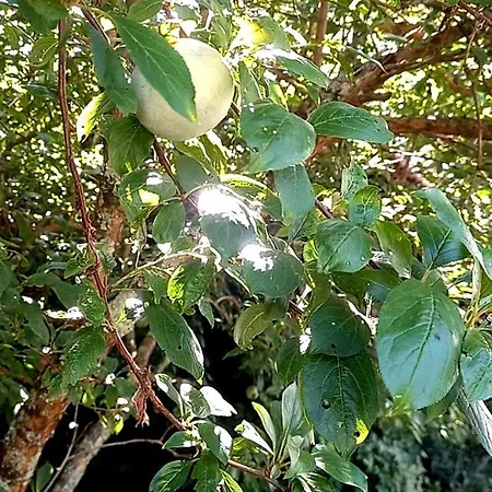 Casa Da Oliveira בית נופש *